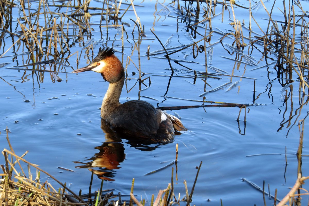 Водоплавающие промысловые птицы