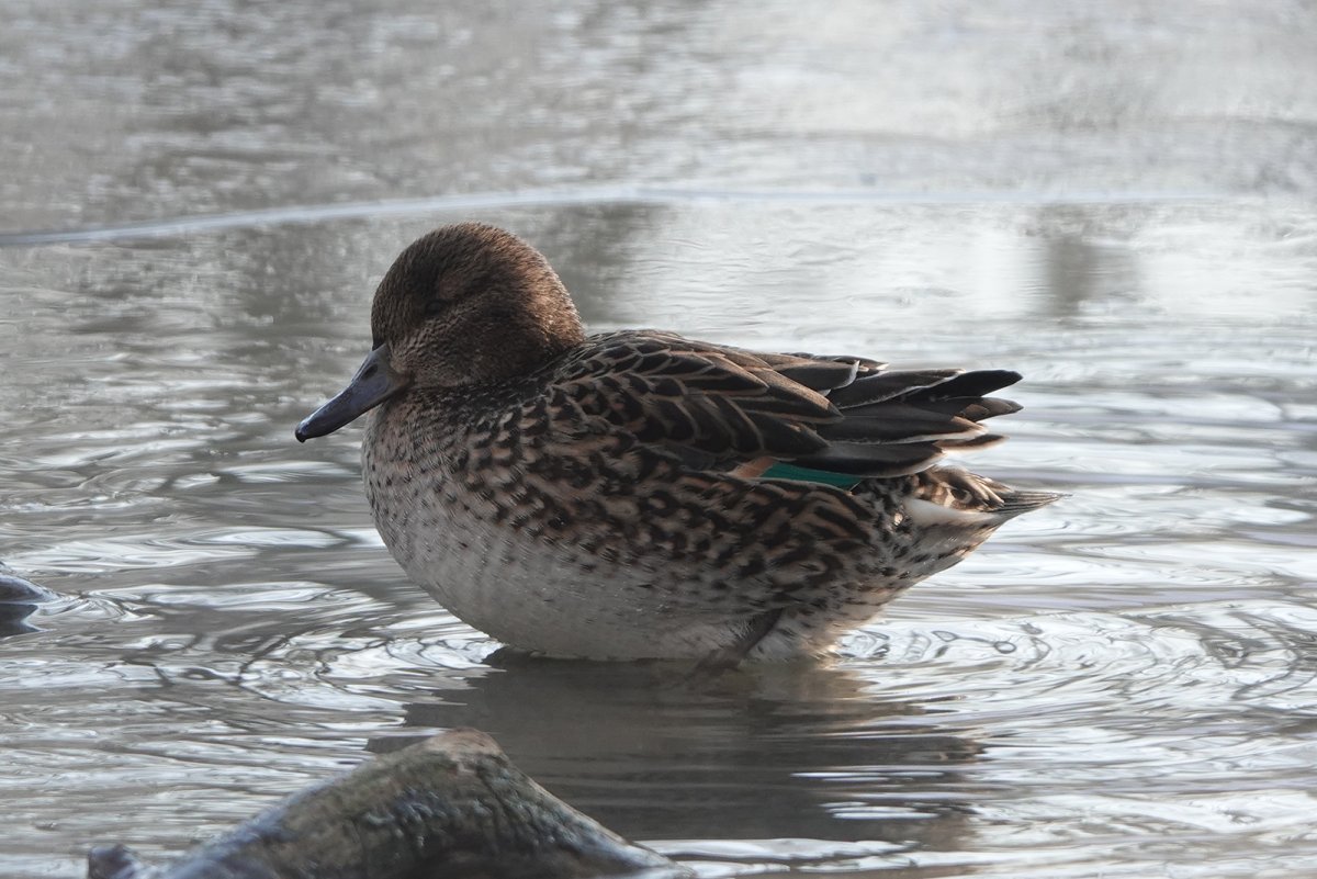 Утка водоплавающая птица кряква