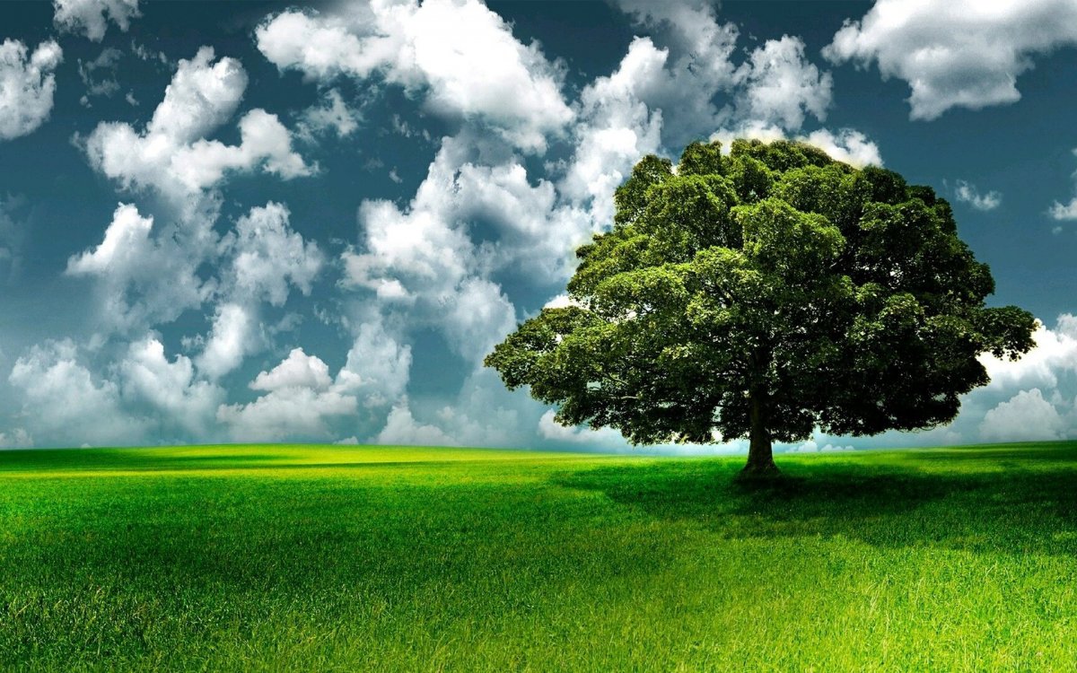 Дерево в поле