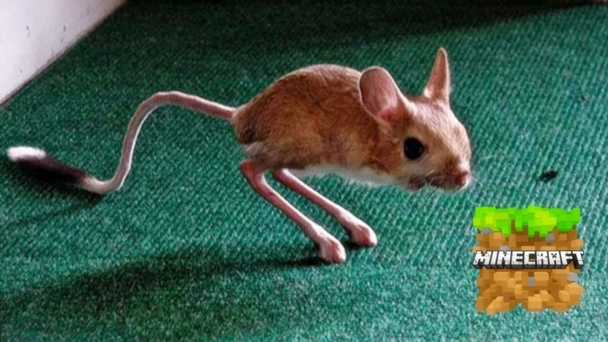 Хвост тушканчика