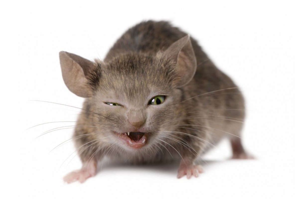 Толстоиглая крыса