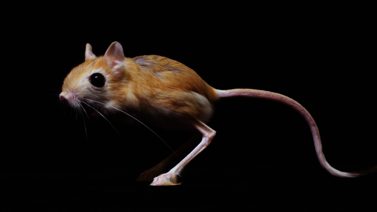 Мадагаскарский тушканчик