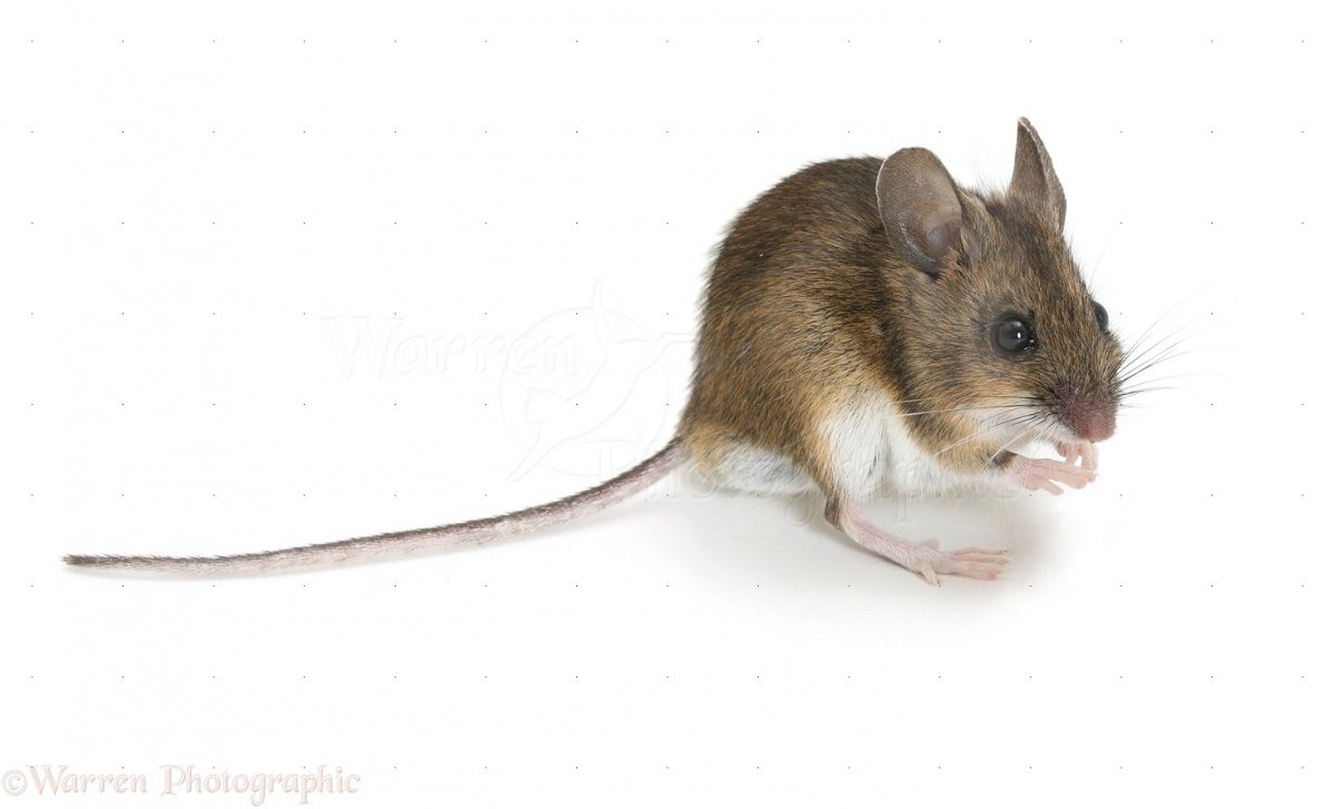 Мышка с длинным хвостом