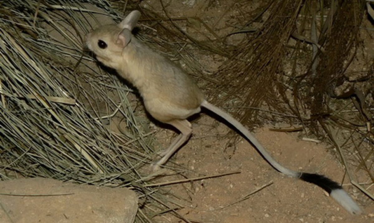 Ия Остергрен ноги