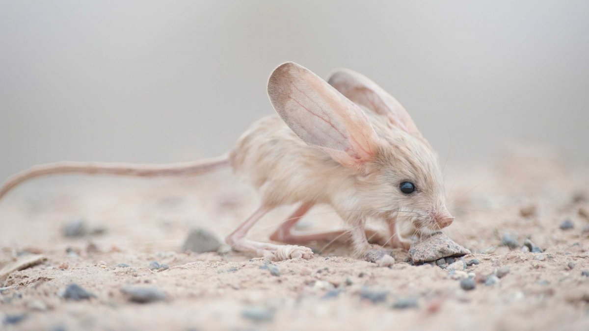 Мышка с длинным хвостом