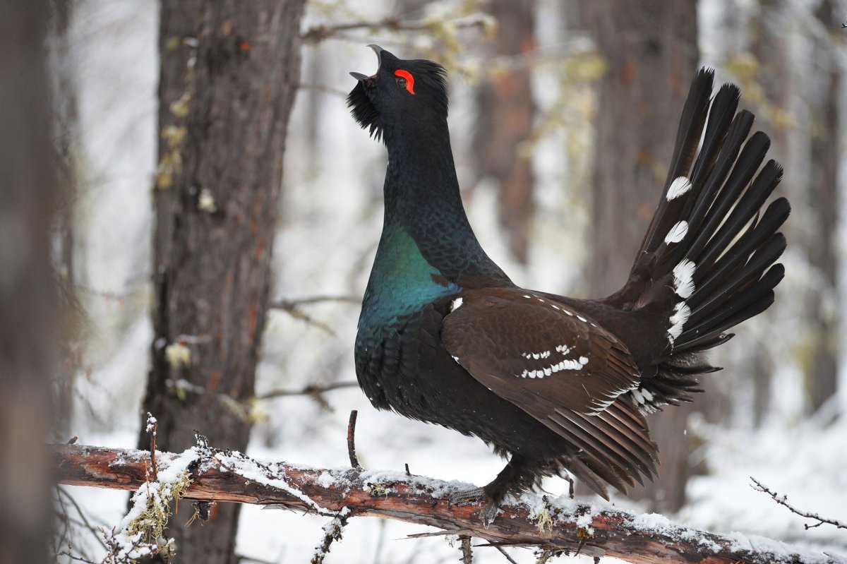 Рябиновый Дрозд Дрозд рябинник
