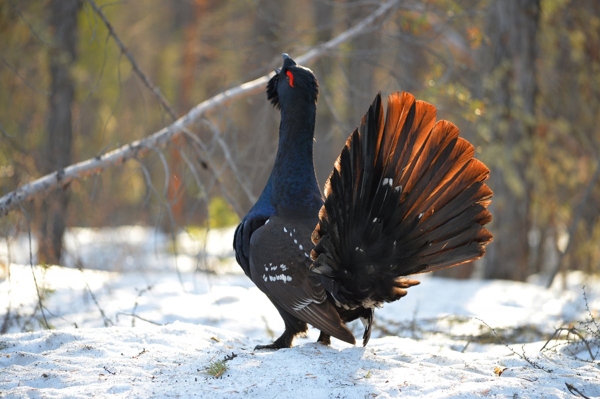 Птицы Республики Коми