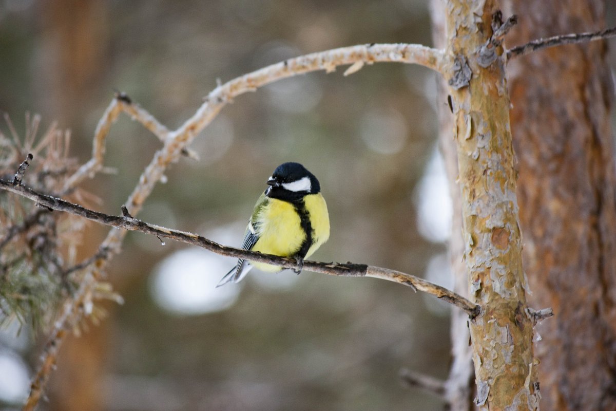 Хищные птицы обитающие в Республике Коми