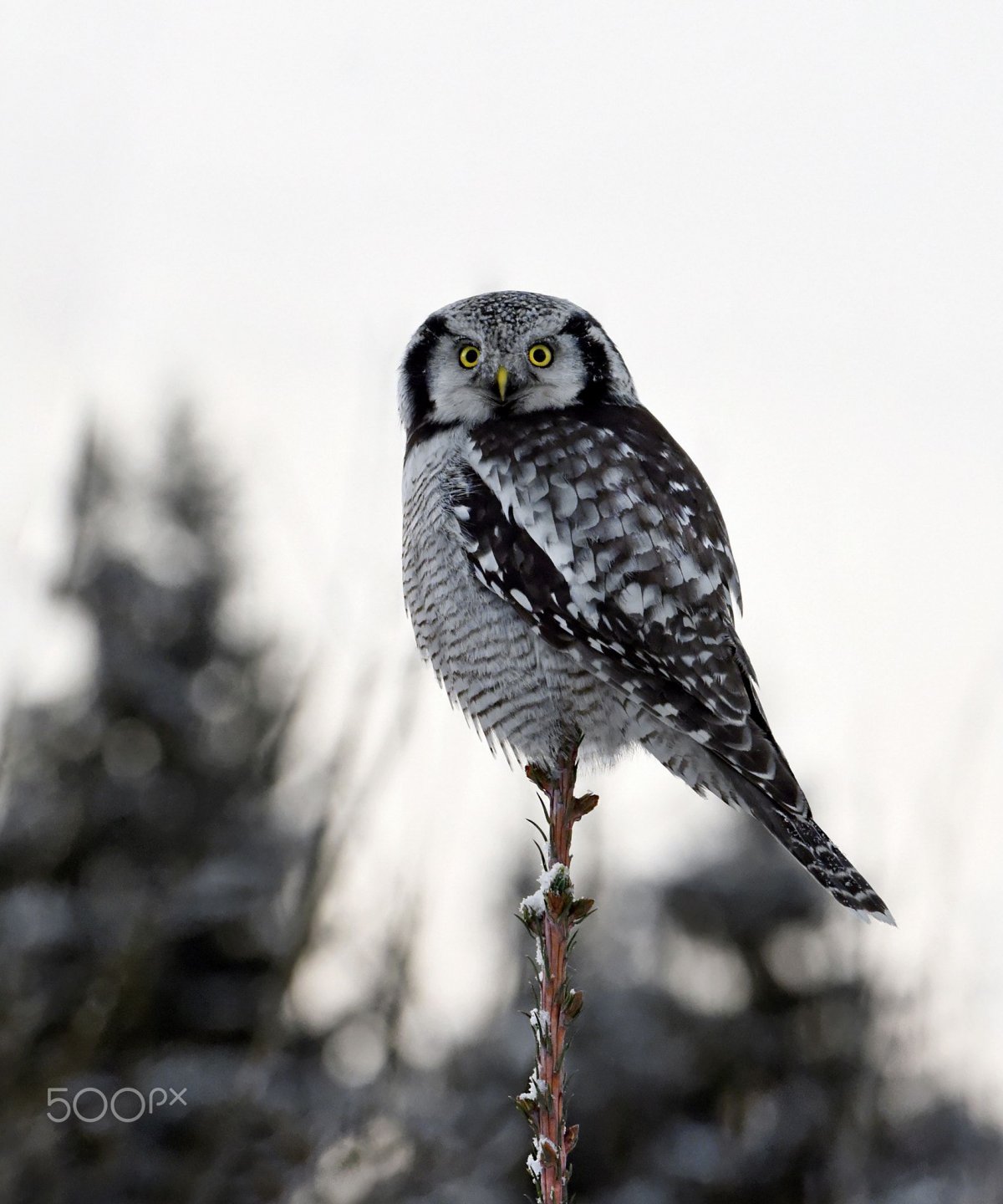 Птицы Коми Республики фото