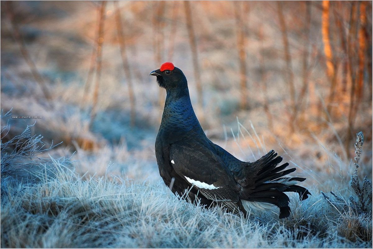 Красавец свиристель