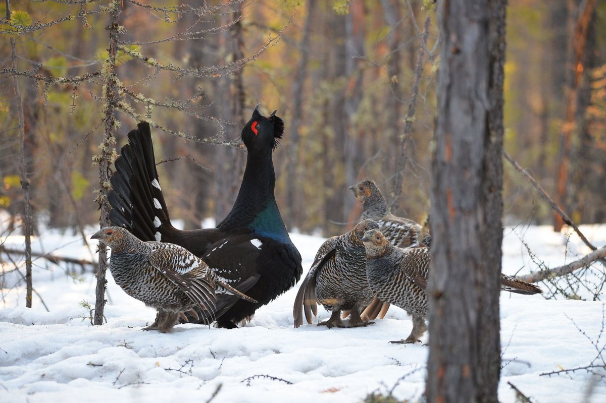 Печора Ильичевский заповедник