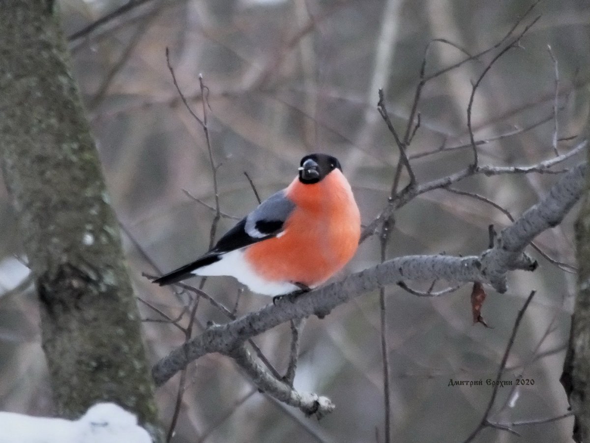 Свиристель семейство птиц