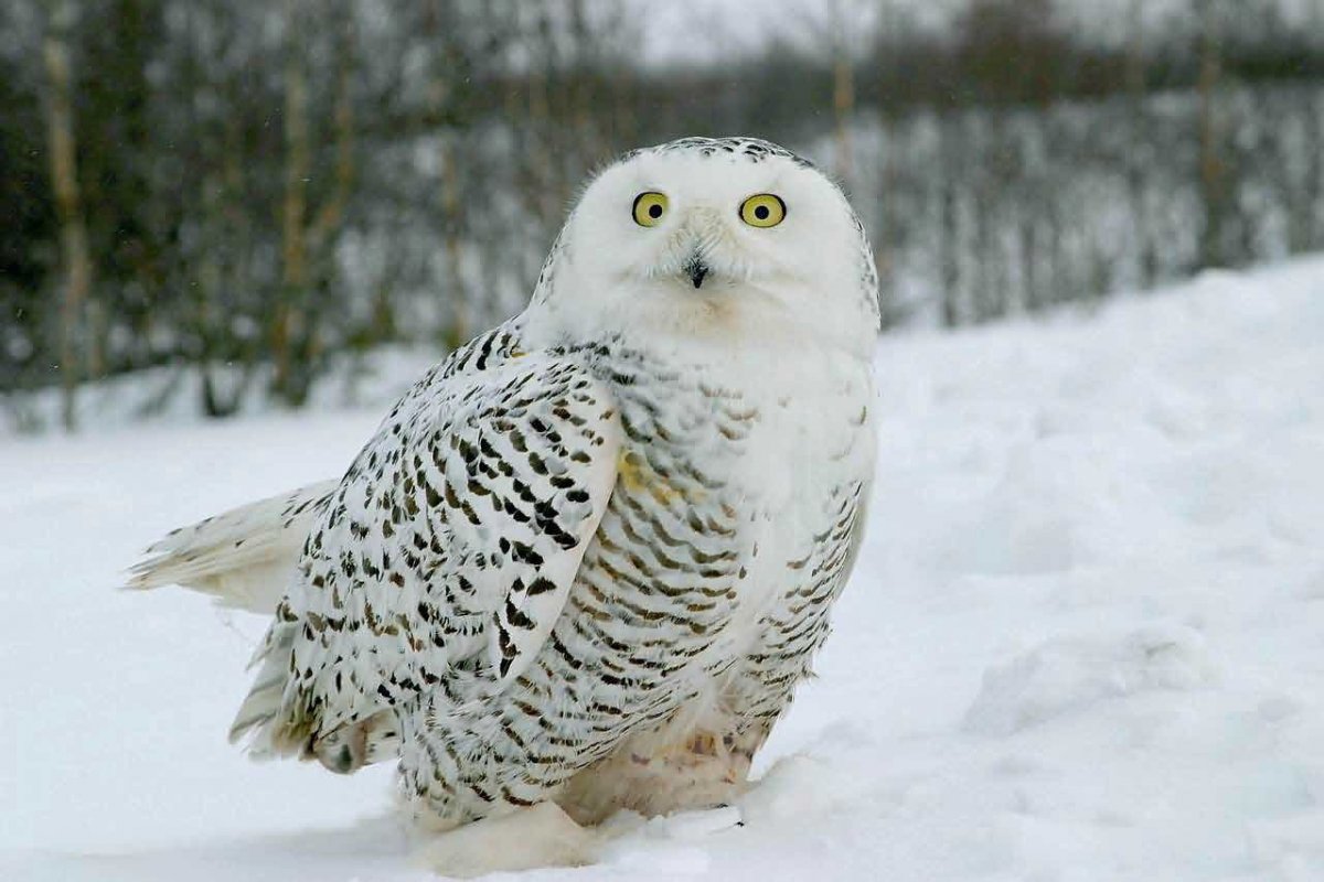 Белоспинный дятел зимой