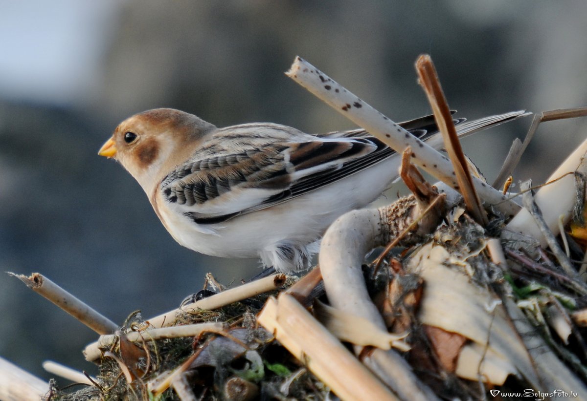 Ястреб тетеревятник и Сокол Кречет