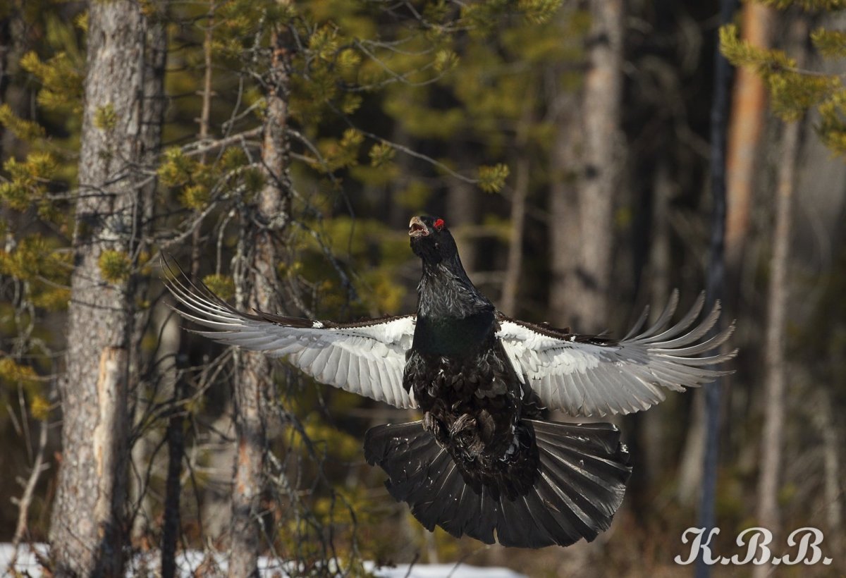 Тетерев Глухарь Косач