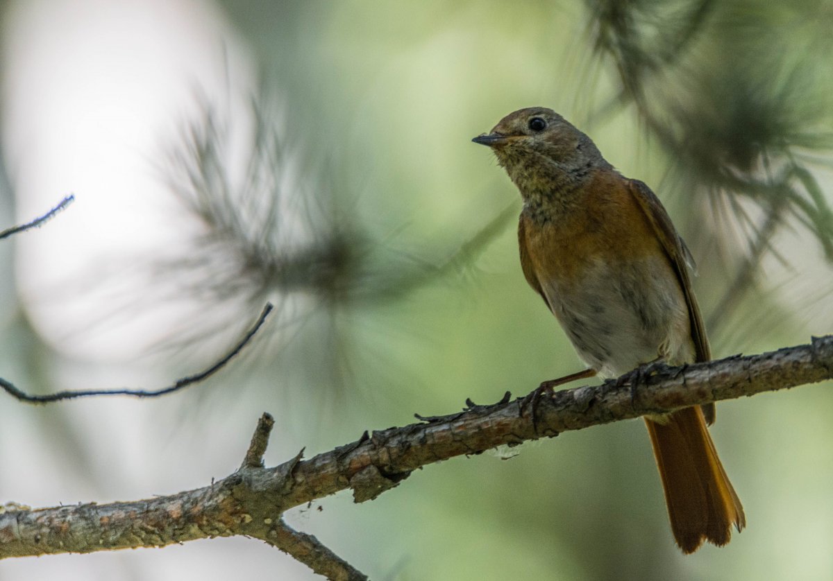 Полярная Сова Республики Коми