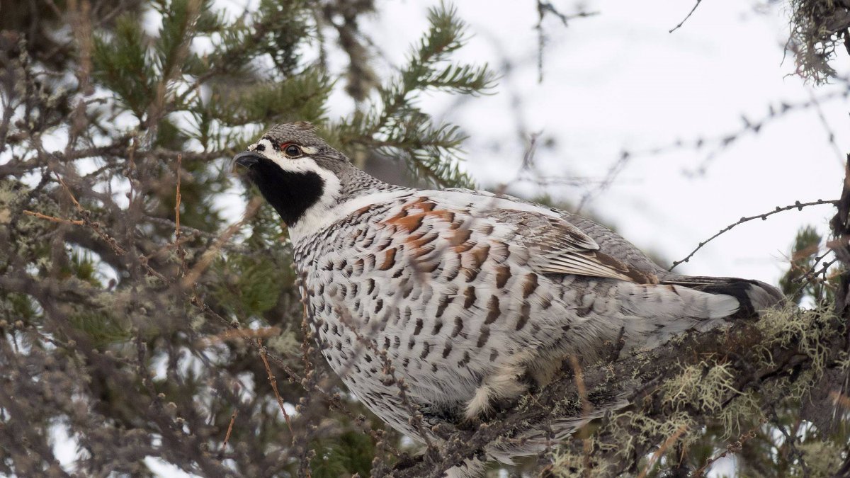 Полярная Сова в тундре