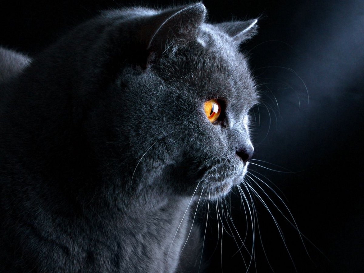 Британец кошка черная с серым