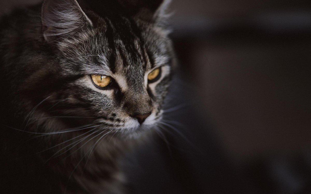 Черные коты