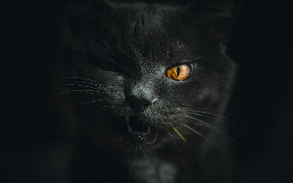 Стихи про котов