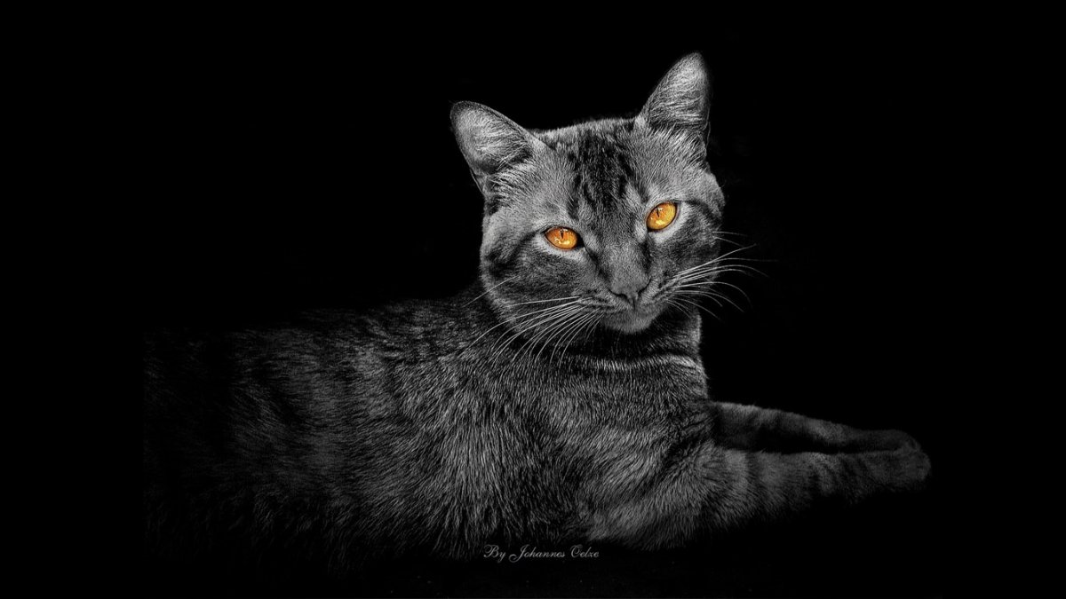 Морда кошки