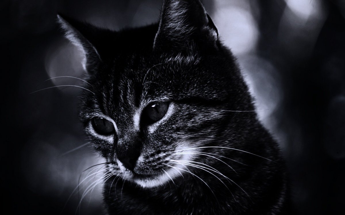 Русский голубой кот