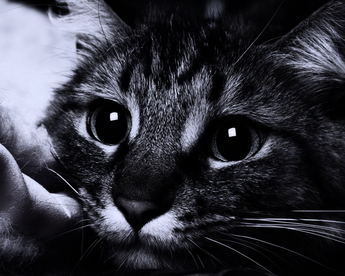 Серо голубая кошка с зелеными глазами