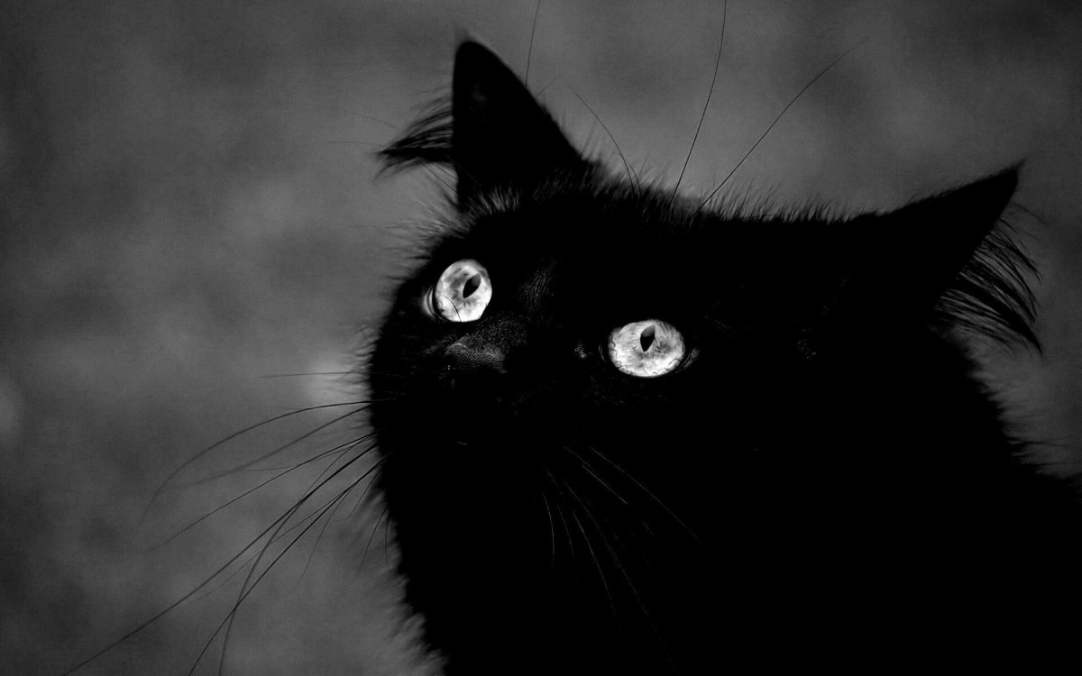 Чёрный кот с зелёными глазами