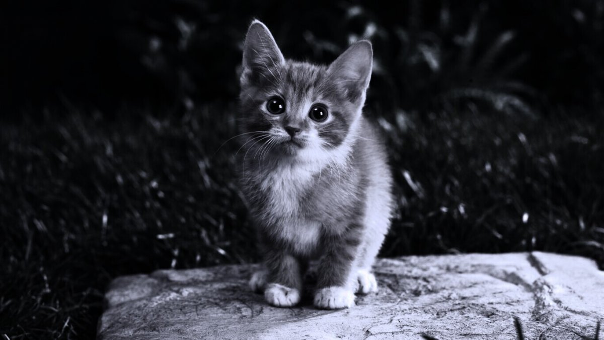 Черно серая кошка