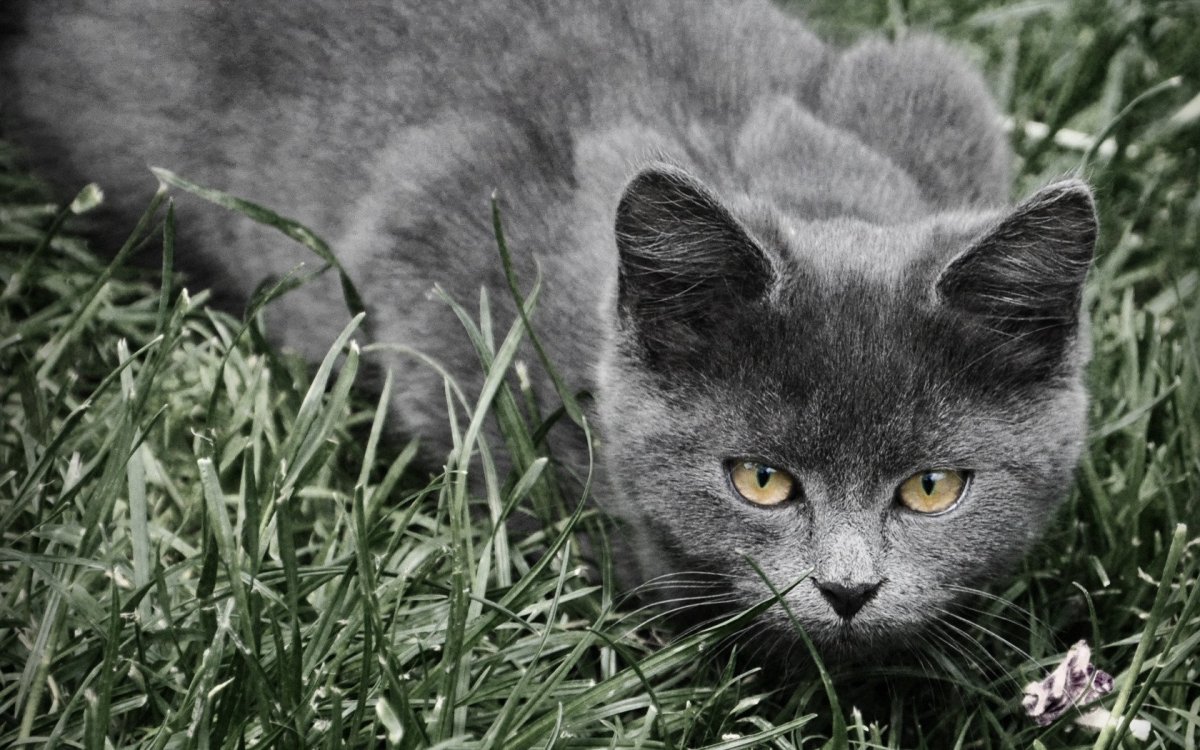 Черо белые полосатые кошки