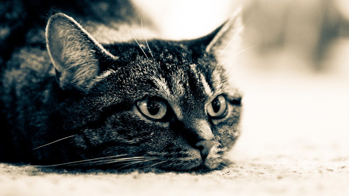 Британский короткошерстный кот толстый