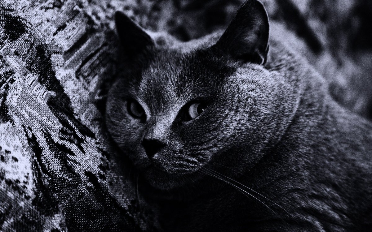 Заставка кот британец