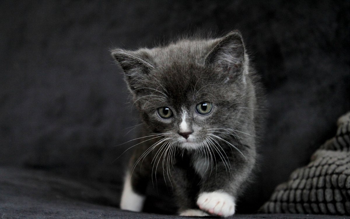 Кот на темном фоне