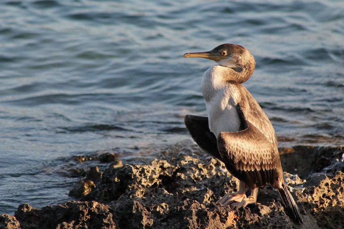 Утка-кряква Птичья гавань