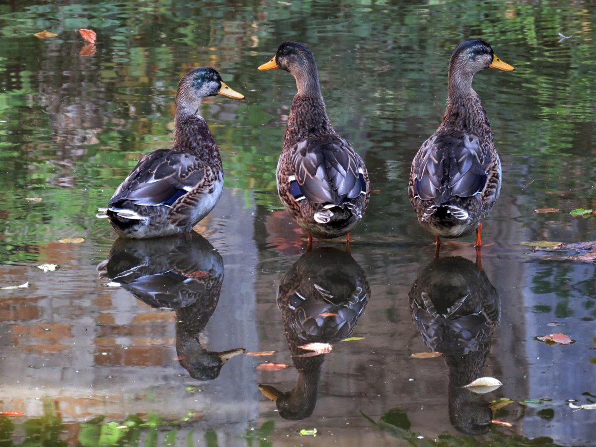 -Чомга Ростовский заповедник