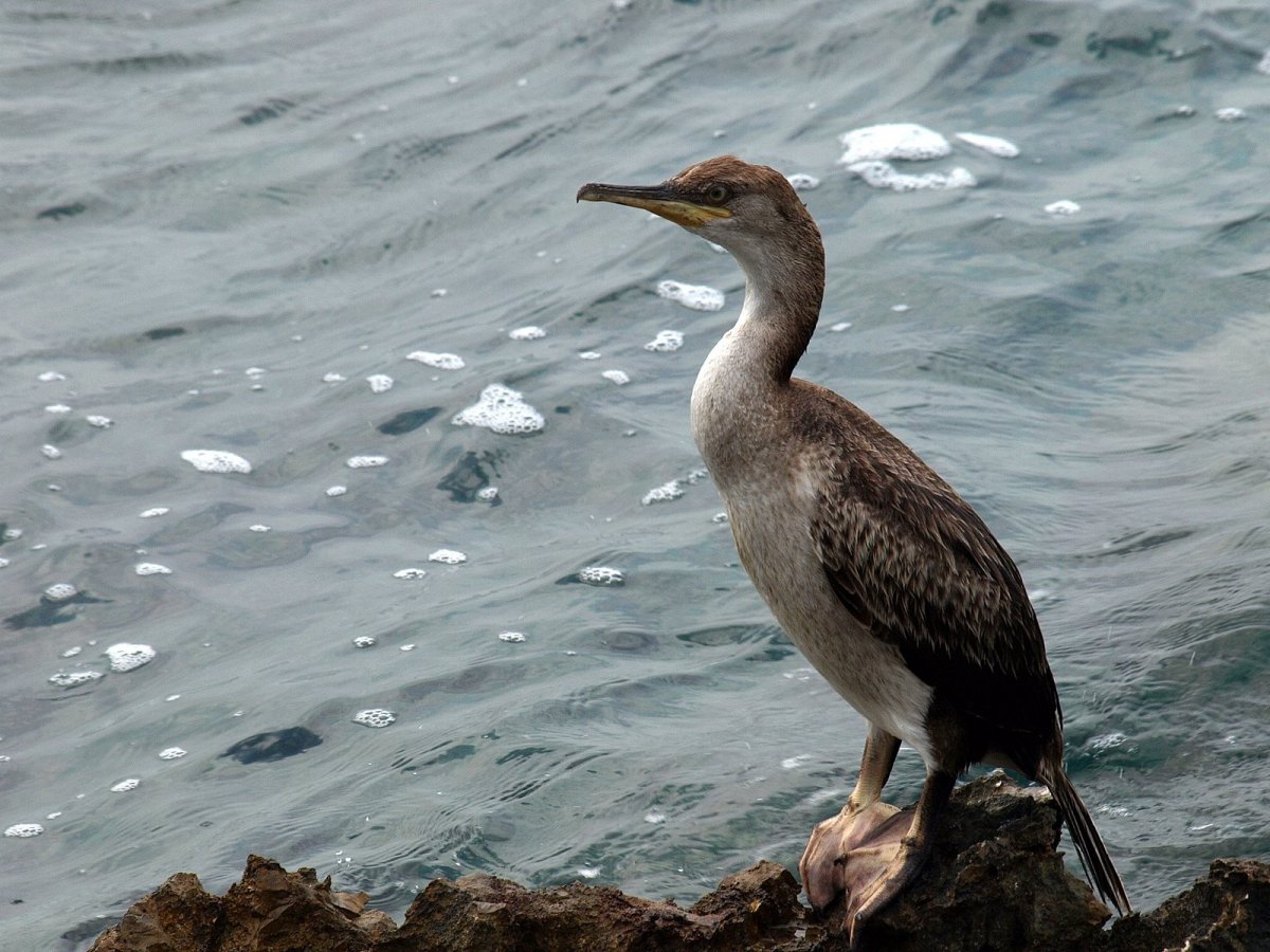 Нырок Черноморский Баклан