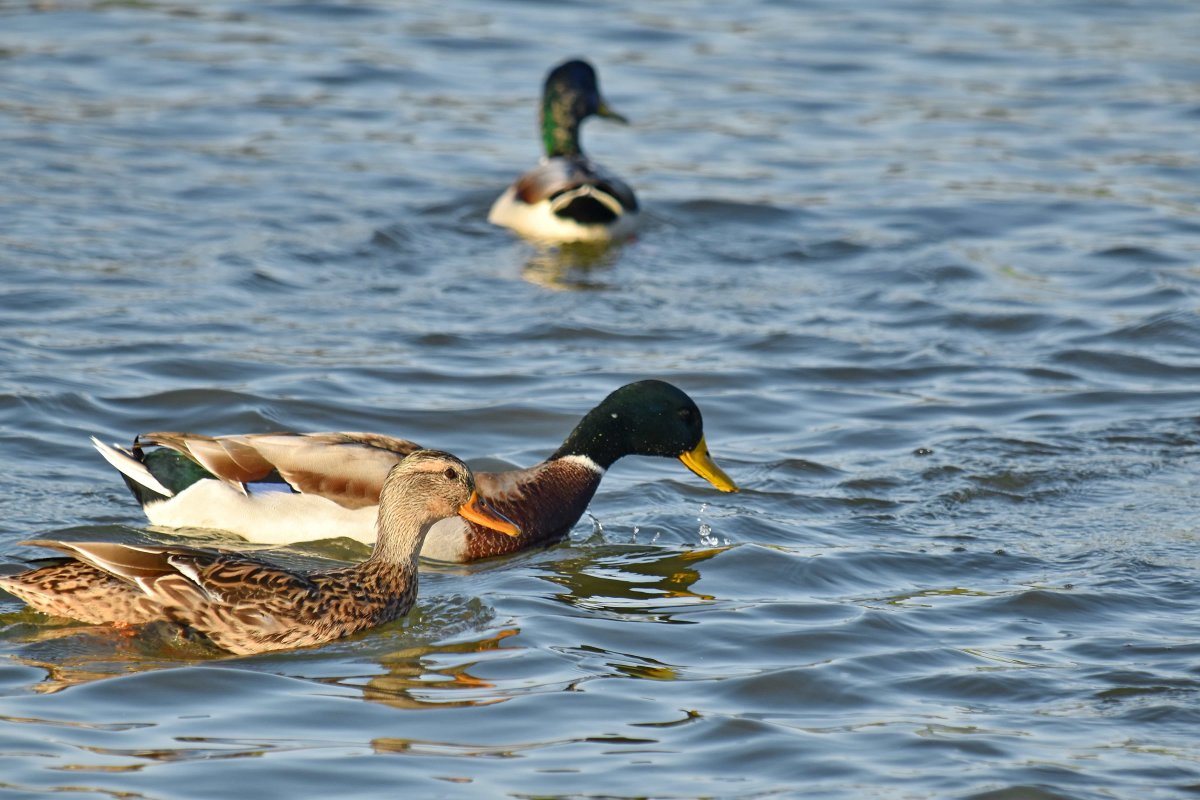 Птицы на Азовском море водоплавающие