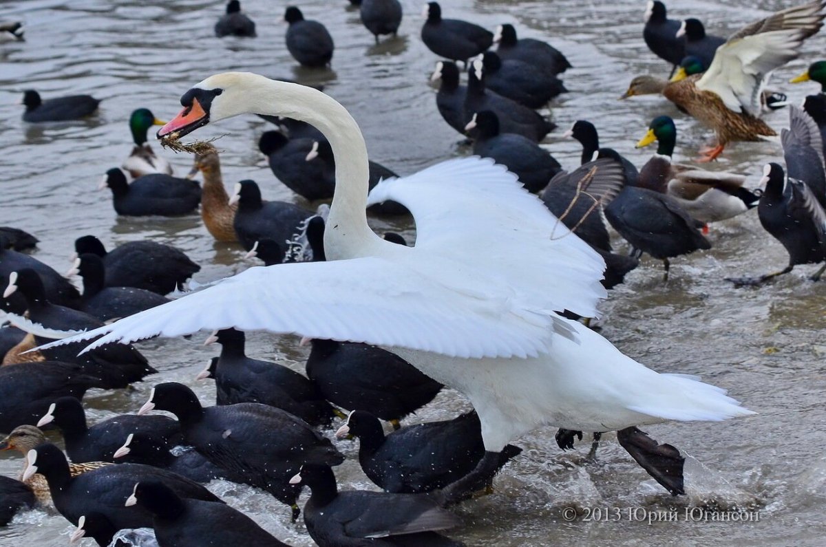 Водоплавающие птицы Енисея