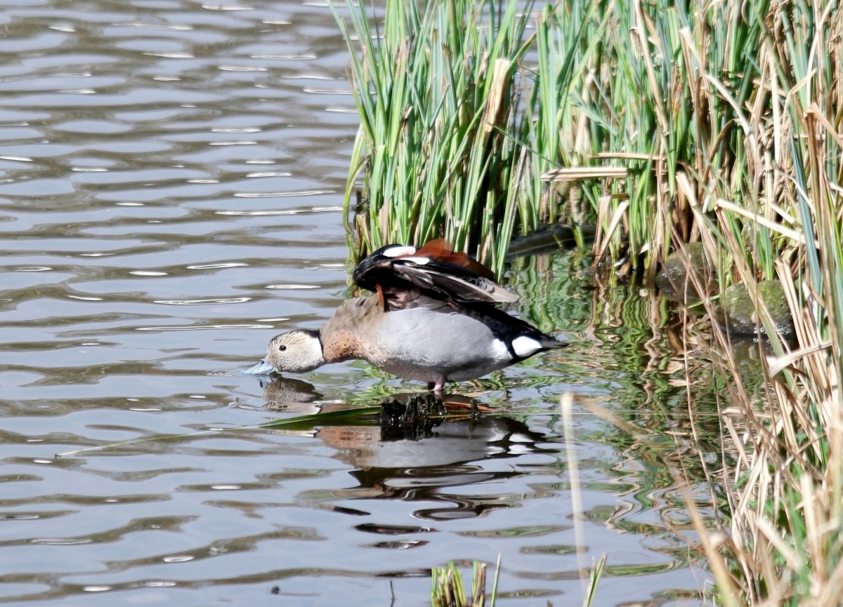 Черношейная поганка