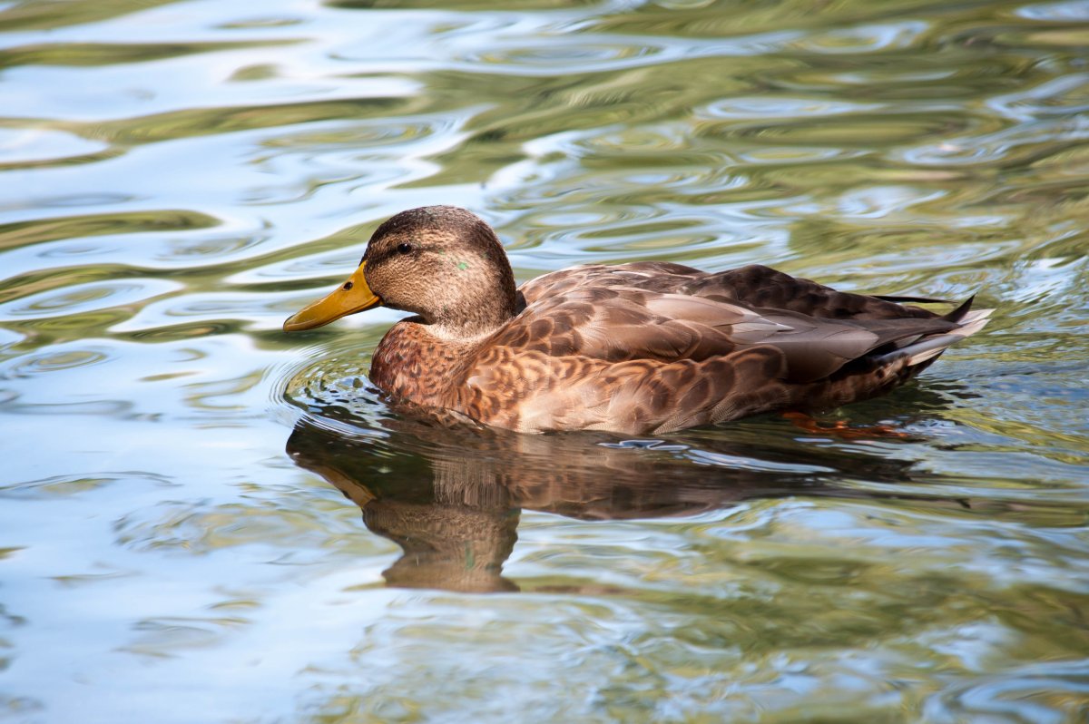 Большая поганка чомга