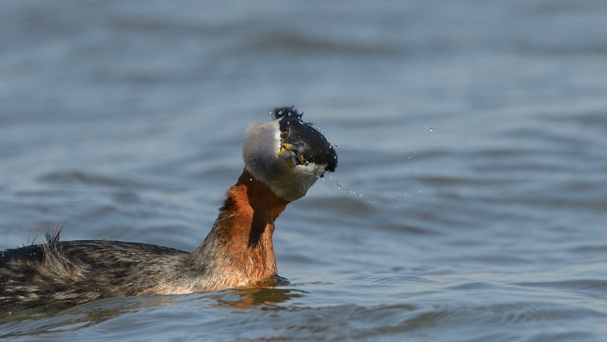 Утка чомга фото
