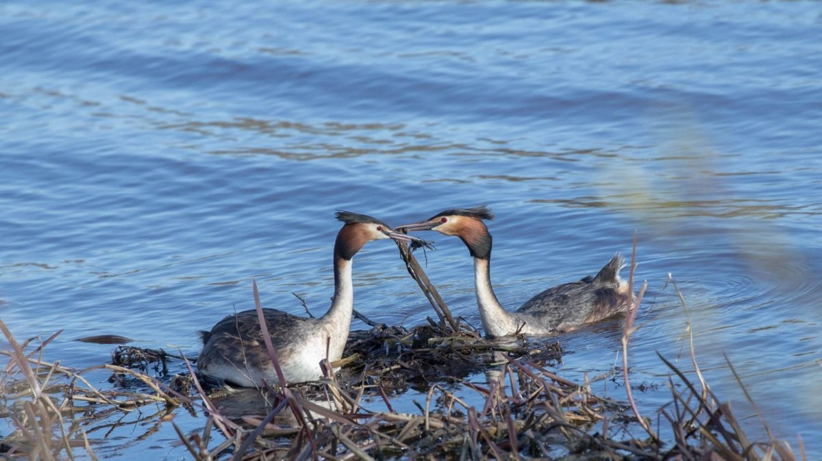 Водоплавающие утки Черноземья