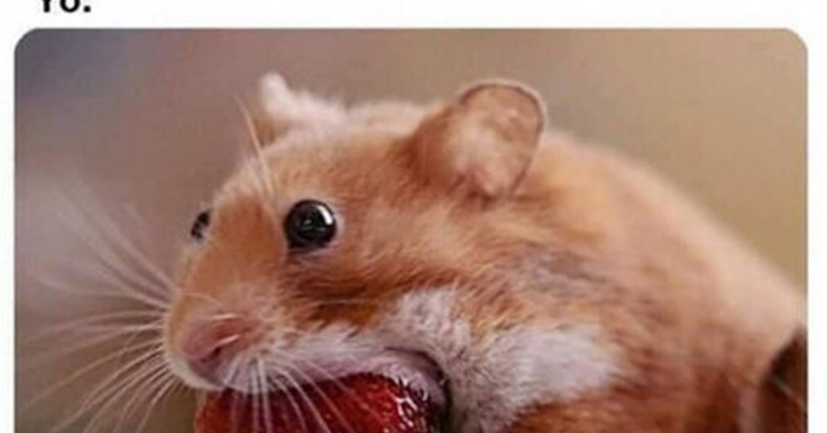 Смешные хомяки