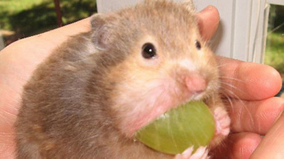 Смешные хомяки