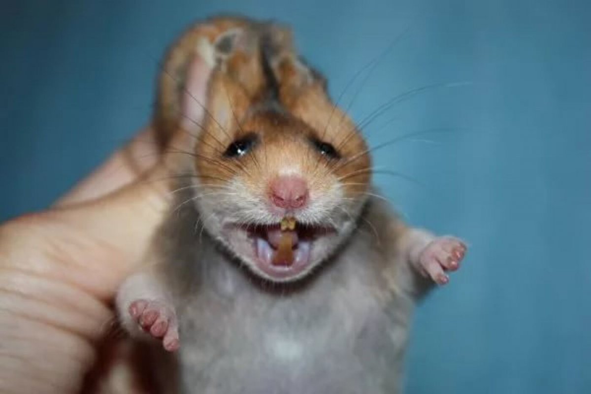 Морская Свинка зевает