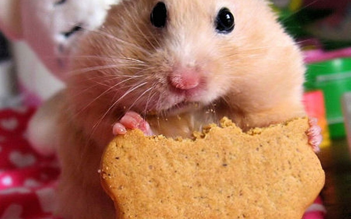 Хомяк с набитыми щеками