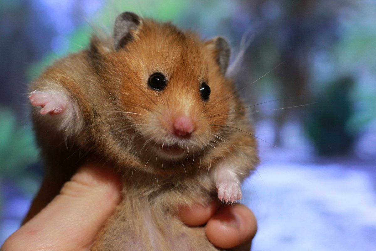 Смешные хомяки