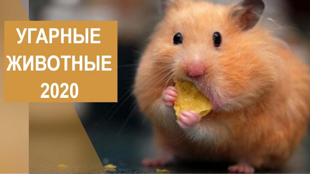 Хомяк с набитым ртом