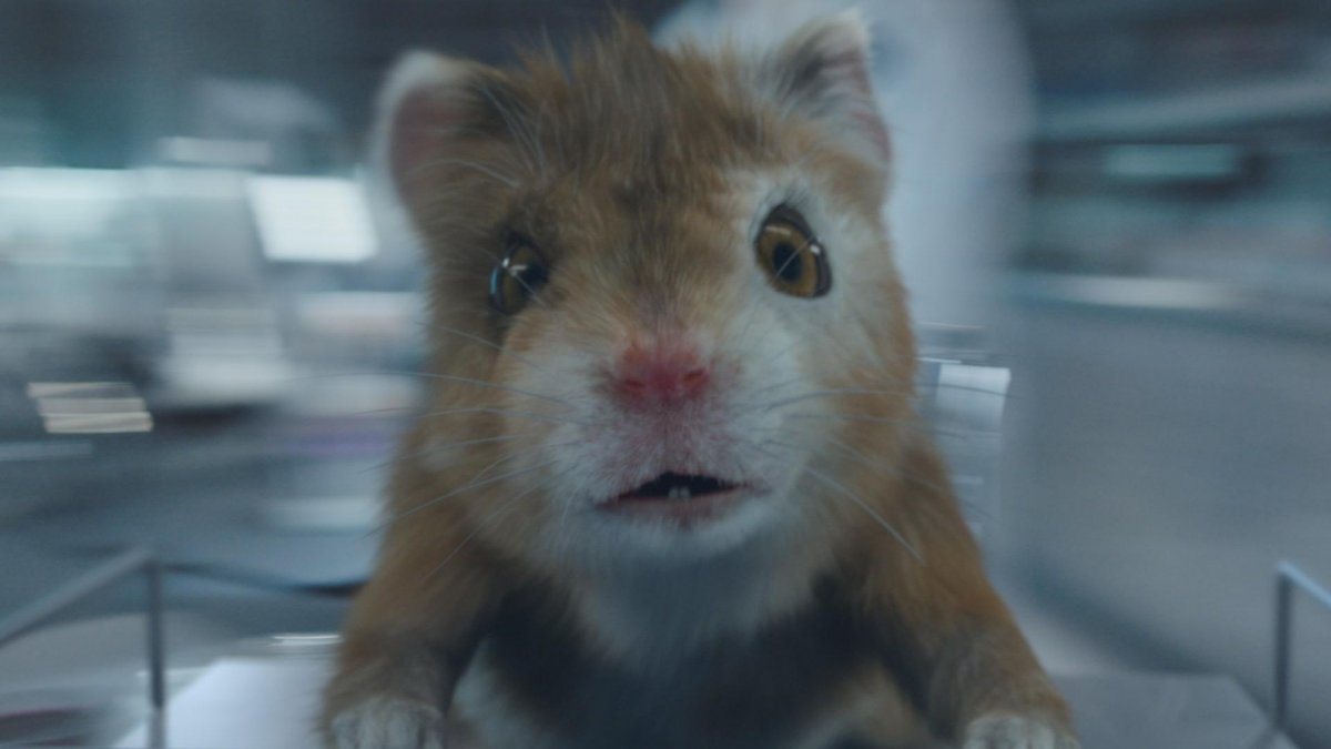 Сенегальский хомяк