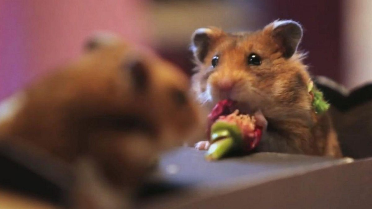 Хомяк на аву